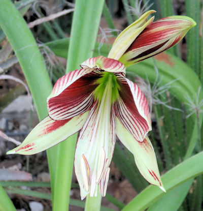 Jerusalem Botanical Garden